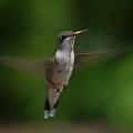 Black-chinned_Hummingbird_female_Archilochus_alexandri_BRIT_TX_5.jpg