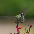 Black-chinned_Hummingbird_female_Archilochus_alexandri_BRIT_TX_6.jpg