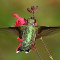 Black-chinned_Hummingbird_female_Archilochus_alexandri_BRIT_TX_9.jpg