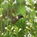 Black-chinned_Hummingbird_male_Archilochus_alexandri_BRIT_TX_15.jpg
