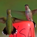 Ruby-throated_Hummingbird_Archilochorus_colubris_LLELA_TX.jpg