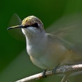 Ruby-throated_Hummingbird_Archilochus_colubris_female_Clear_Creek_TX.jpg