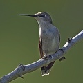 Ruby-throated_Hummingbird_Archilochus_colubris_female_Clear_Creek_TX_2.jpg