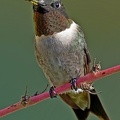 Ruby-throated_Hummingbird_Archilochus_colubris_male_Clear_Creek_TX.jpg