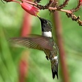 Ruby-throated_Hummingbird_Archilochus_colubris_male_Clear_Creek_TX_10.jpg