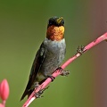 Ruby-throated_Hummingbird_Archilochus_colubris_male_Clear_Creek_TX_11.jpg
