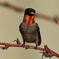 Ruby-throated_Hummingbird_Archilochus_colubris_male_Clear_Creek_TX_13.jpg