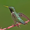 Ruby-throated_Hummingbird_Archilochus_colubris_male_Clear_Creek_TX_15.jpg