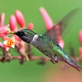 Ruby-throated_Hummingbird_Archilochus_colubris_male_Clear_Creek_TX_16.jpg