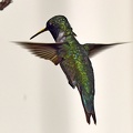 Ruby-throated_Hummingbird_Archilochus_colubris_male_Clear_Creek_TX_18.jpg