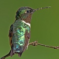 Ruby-throated_Hummingbird_Archilochus_colubris_male_Clear_Creek_TX_4.jpg
