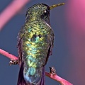 Ruby-throated_Hummingbird_Archilochus_colubris_male_Clear_Creek_TX_5.jpg