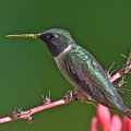 Ruby-throated_Hummingbird_Archilochus_colubris_male_Clear_Creek_TX_6.jpg