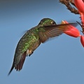Ruby-throated_Hummingbird_Archilochus_colubris_male_Clear_Creek_TX_7.jpg