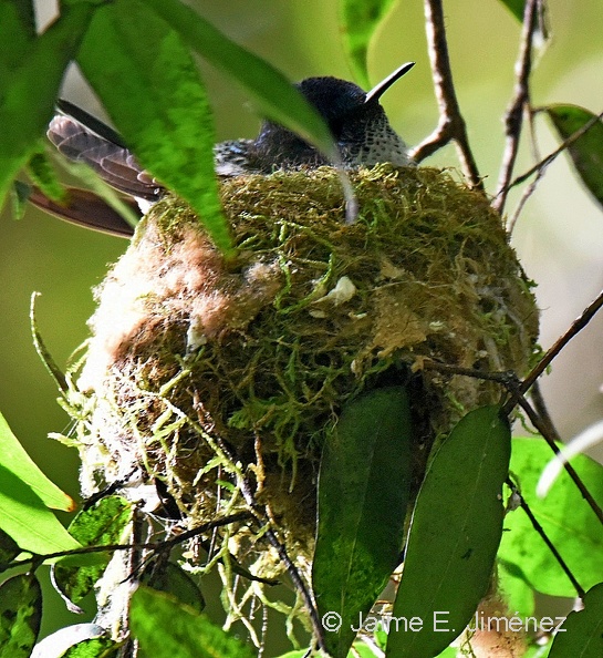 Juan Fernandez Firecrown female nest