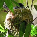 Juan Fernandez Firecrown female nest