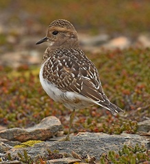 Rufous-chested Dotterel juvenile