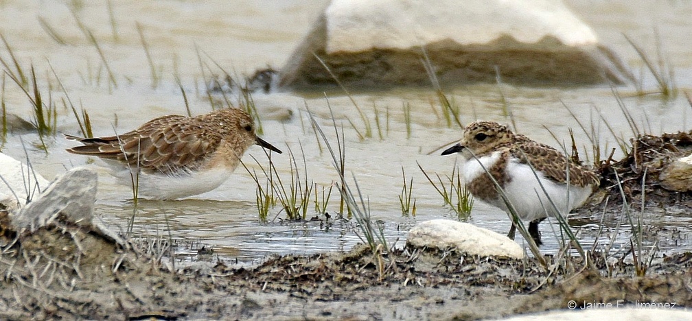 Baird's Sandpiper + Two-banded Plover juvenile