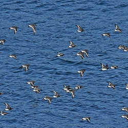 Charadriiformes (Gulls, Oystercatchers and Plovers)