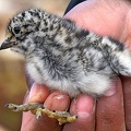 White-bellied Seedsnipe chick