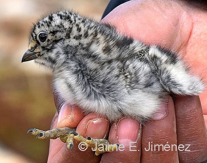 White-bellied Seedsnipe chick