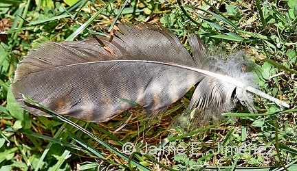 Chimango caracara feather