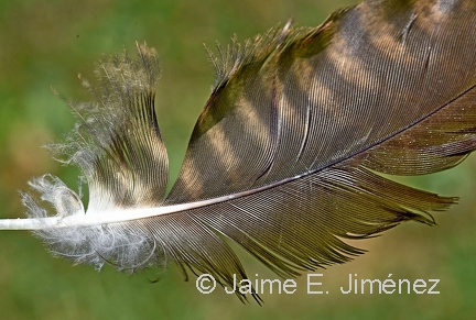 Chimango caracara feather