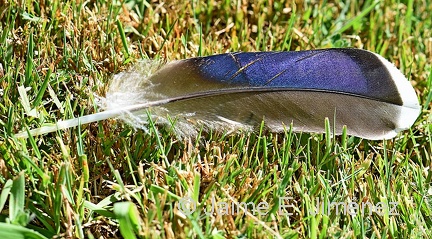 Mallard male feather