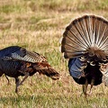 Turkeys female and male