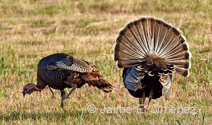 Turkeys female and male
