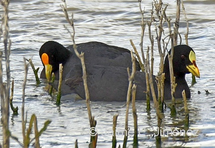 White-winged Coot + Red-gartered Coot