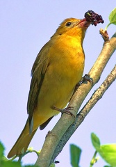 Summer Tanager female