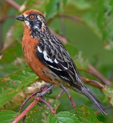 Rufous-tailed Plantcutter male
