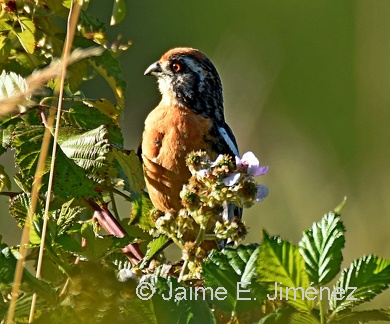 Rufous-tailed male