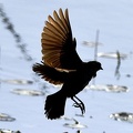 Red-winged_Blackbird_female_Agelaius_phoeniceus_LLELA_TX_2.jpg