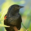 Red-winged_Blackbird_male_Agelaius_phoeniceus_LLELA_TX_6.jpg