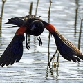 Red-winged_Blackbird_male_Agelaius_phoeniceus_LLELA_TX_7.jpg