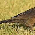 Great-tailed_Grackle_female_Quiscalus_mexicanus_LLELA_TX.jpg