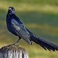 Great-tailed_Grackle_male_Quiscalus_mexicanus_LLELA_TX.jpg