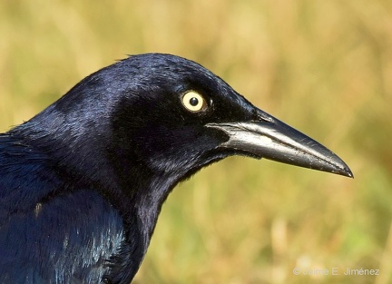 Great-tailed Grackle male