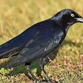 Great-tailed_Grackle_male_Quiscalus_mexicanus_LLELA_TX_3.jpg