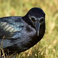 Great-tailed_Grackle_male_Quiscalus_mexicanus_LLELA_TX_4.jpg