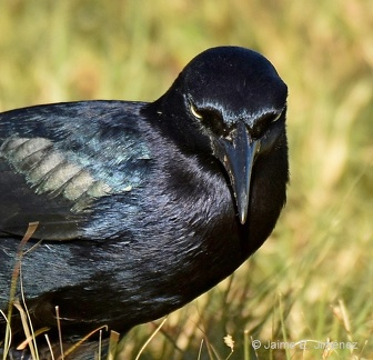 Great-tailed Grackle male