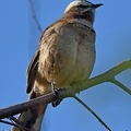 Chilean Mockingbird