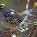 Chipping Sparrow Spizella passerina LLELA TX