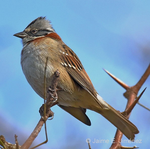 Rufous-collared_Sparrow_Zonotrichia_capensis_Batuco_Chile.jpg