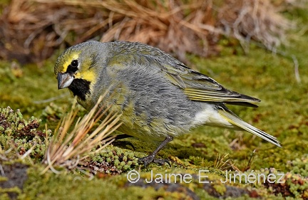 Yellow-bridled Finch male