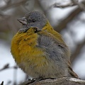 Gray-hooded Sierra-Finch male