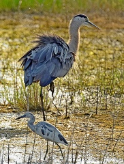 Great Blue Heron and Little Blue Heron juvenile