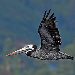 Pelecaniformes (Pelicans, Gannets, Cormorants and Anhingas)